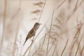 <p>RÁKOSNÍK VELKÝ (Acrocephalus arundinaceus) /Great reed warbler – Drosselrohrsänger/</p>